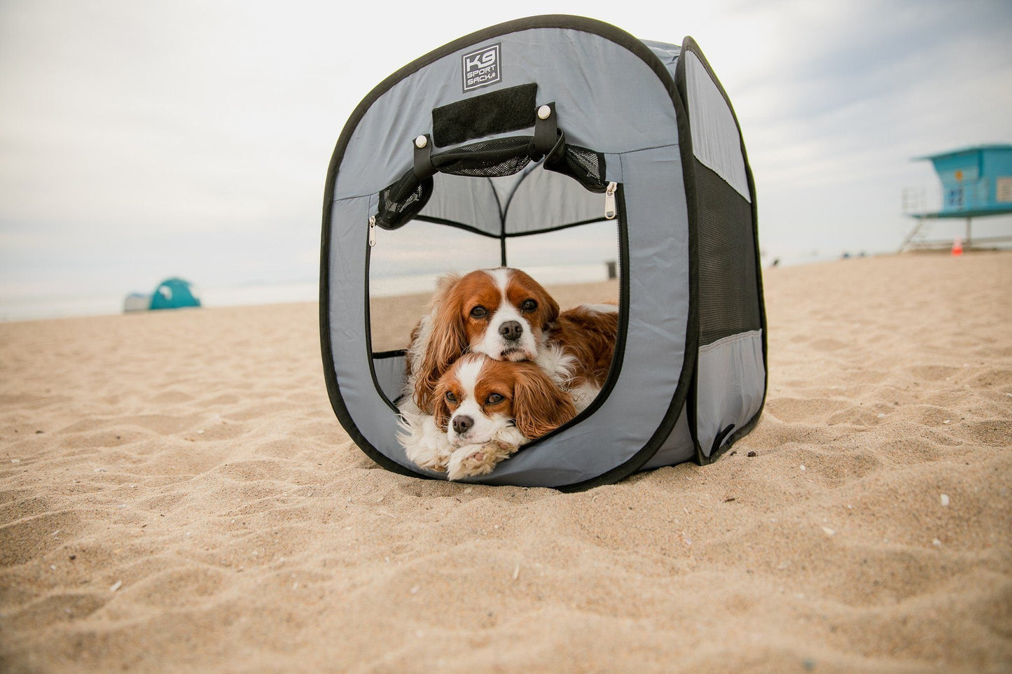 Two dogs inside a gray pet playpen on a sandy beach.