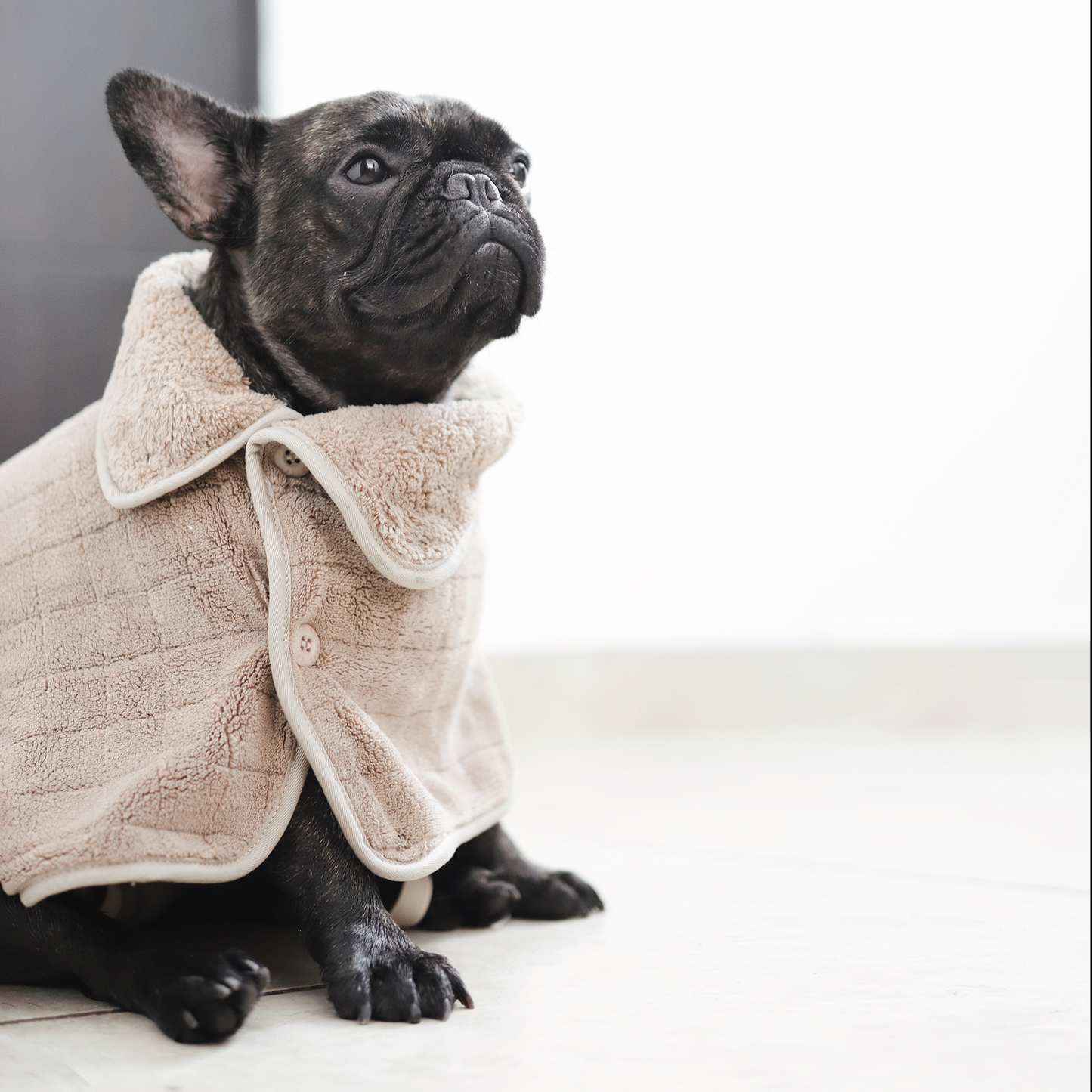 Black dog wearing a beige bathrobe on a light background