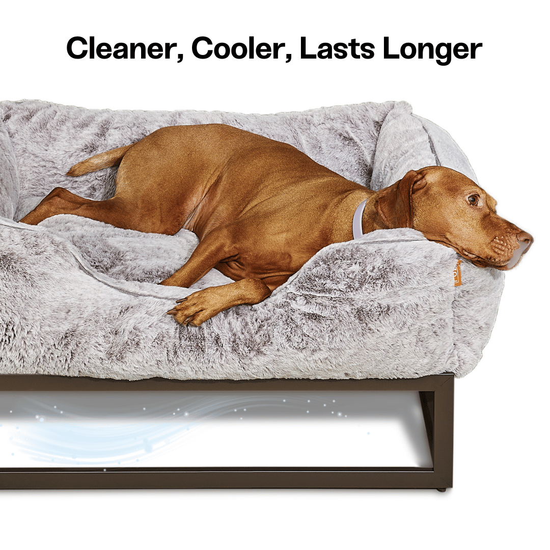 Dog lying on a gray pet bed with text 'Cleaner, Cooler, Lasts Longer' above.
