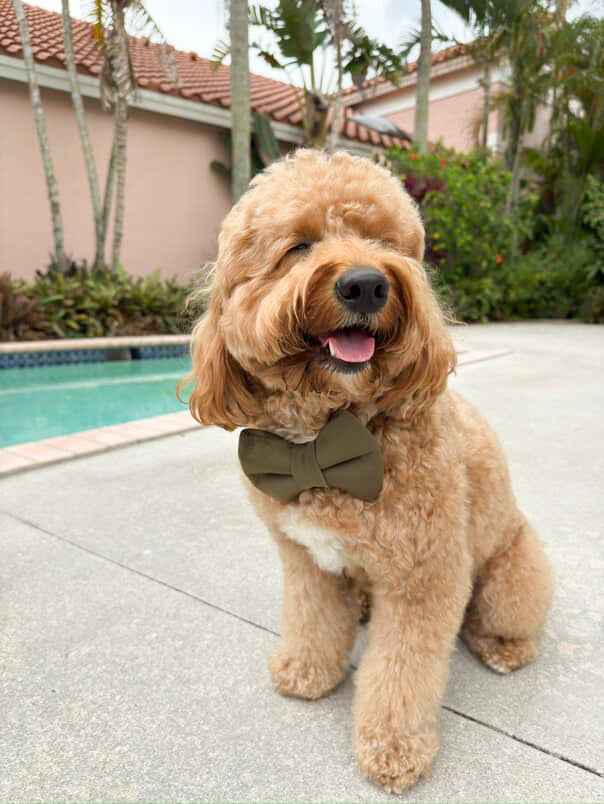 Army Green Bow on brown dog sitting by pool outside