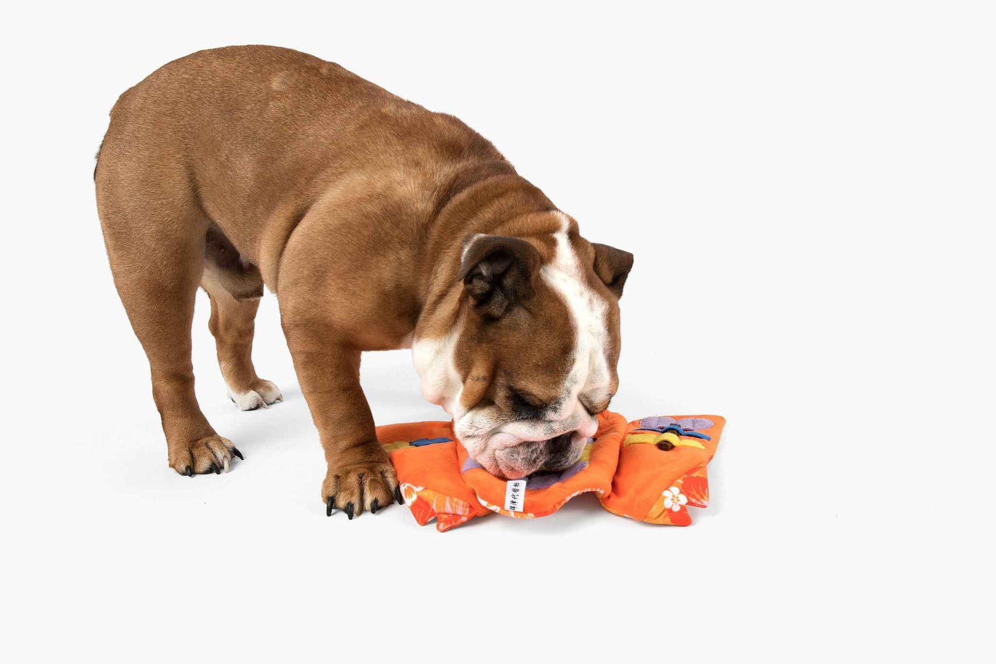 Aloha Nose Work Dog Toy with brown dog on white background