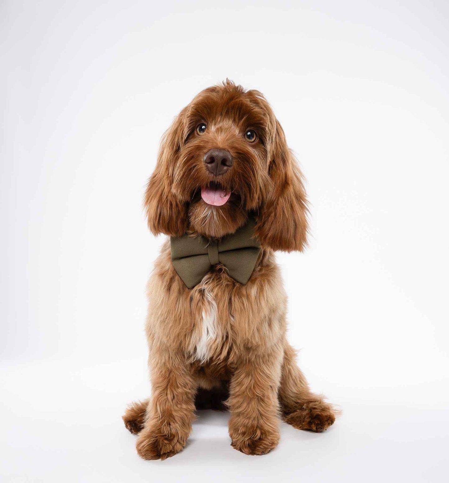 Army Green Dog Bow on brown dog
