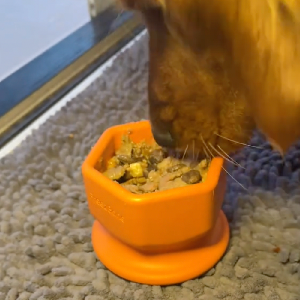 Cat eating from an orange food bowl on a carpeted floor