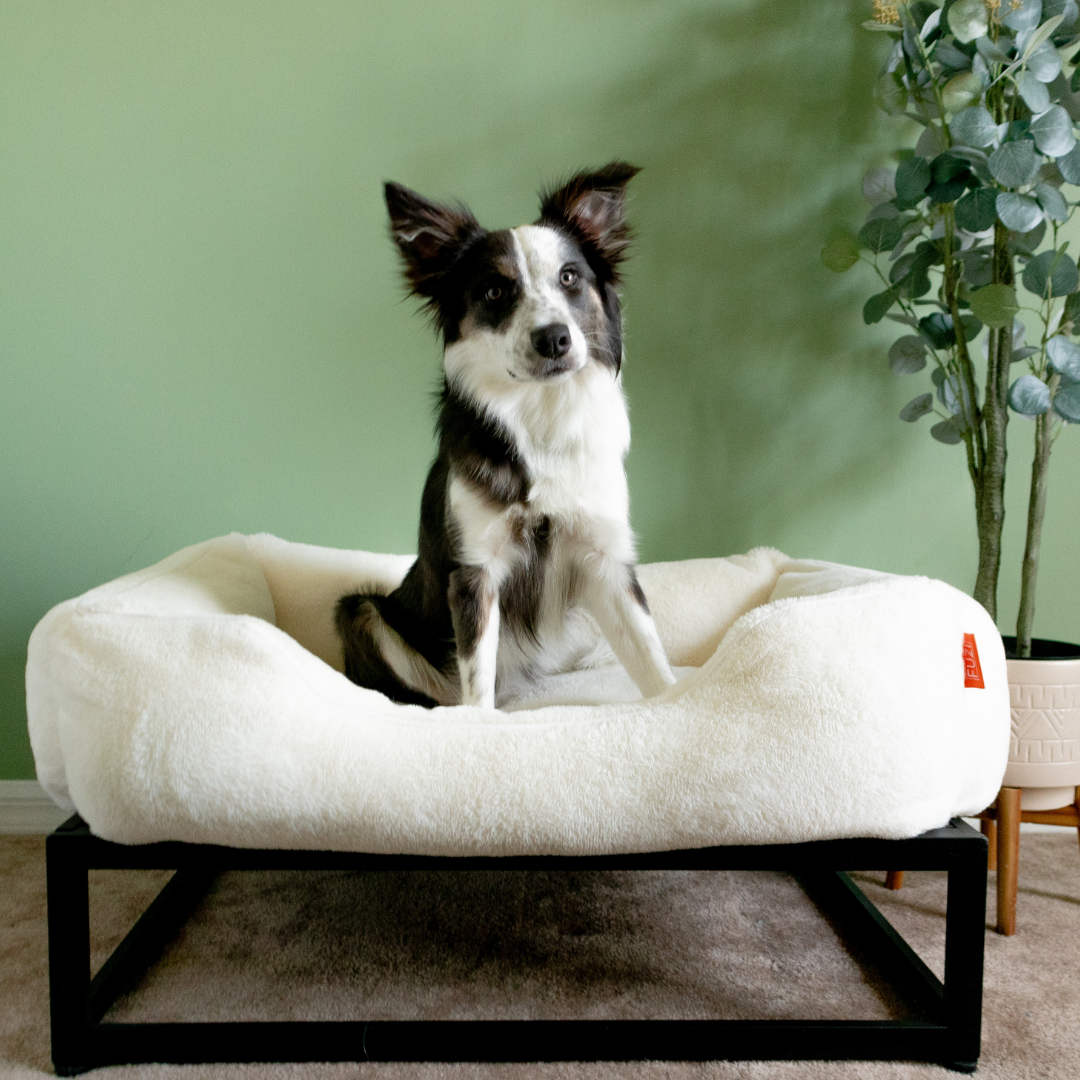 Dog sitting on a white pet bed with a green wall and plant in the background