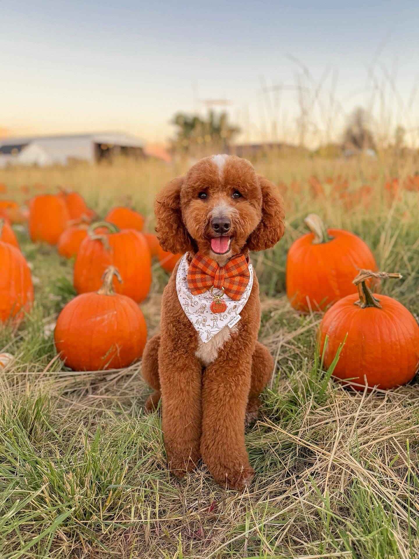 Brown dog with a bow tie sitting in a pumpkin patch