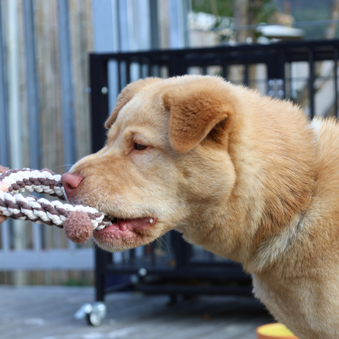 Daisy & Jasper Squeaky Plush Rope Toys Dog