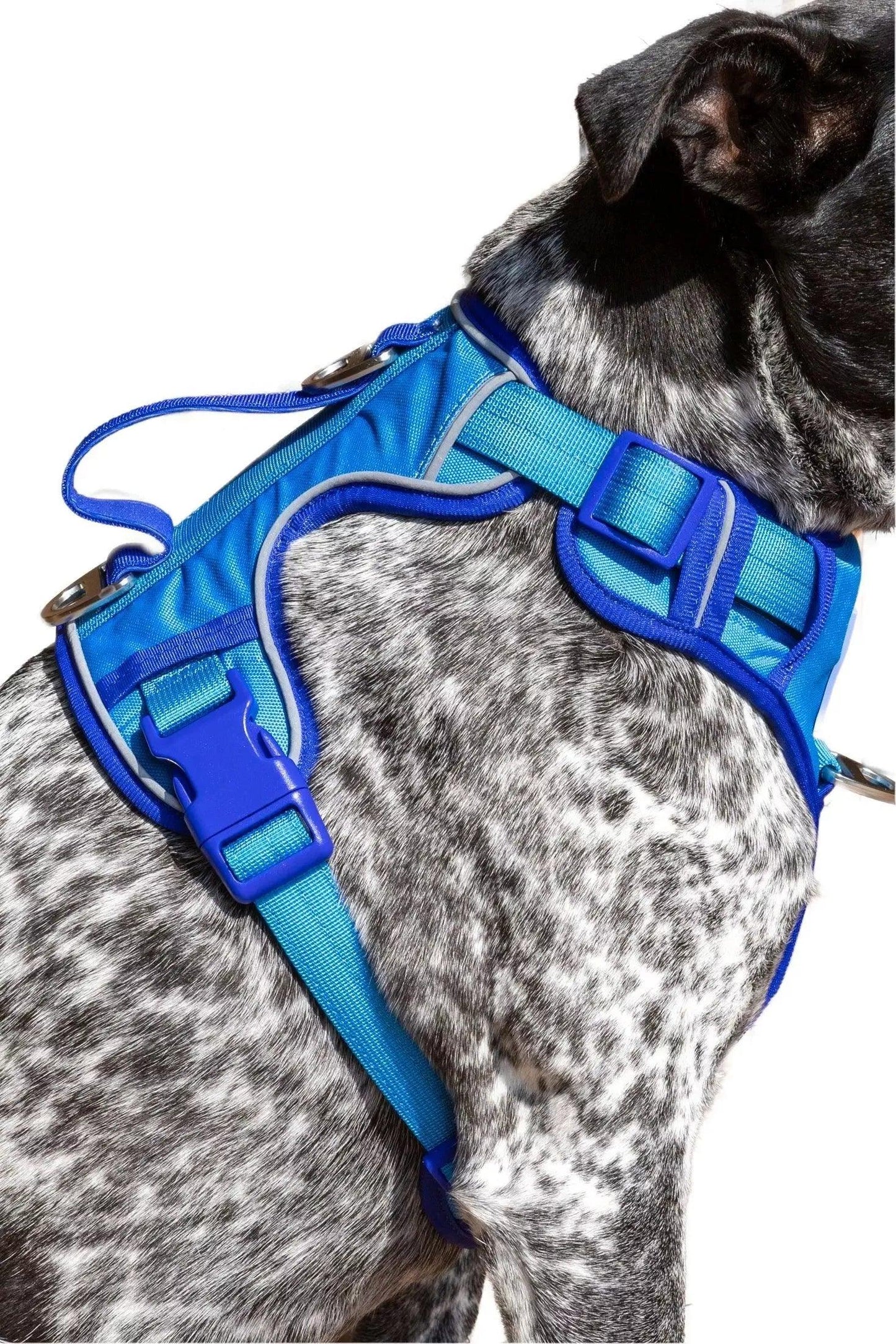 Dog wearing a blue harness on a white background