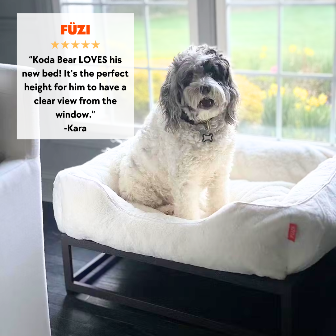 Dog on bed in front of window with 5 star review