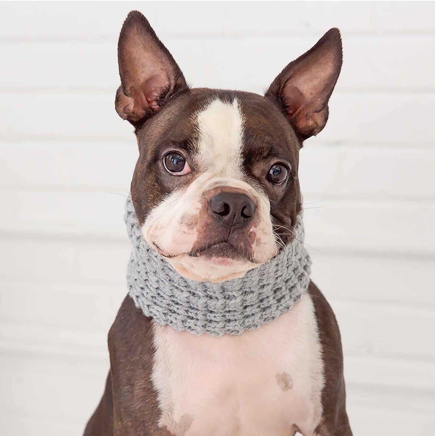Chalet Tube Scarf - Heather Grey on brown and white dog