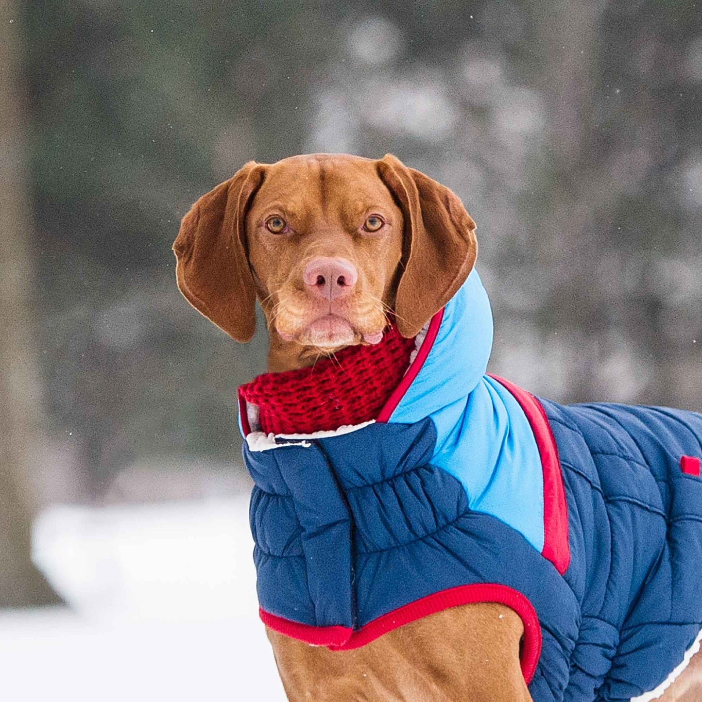 Chalet Tube Scarf - Red on brown dog with puffer coat on outside