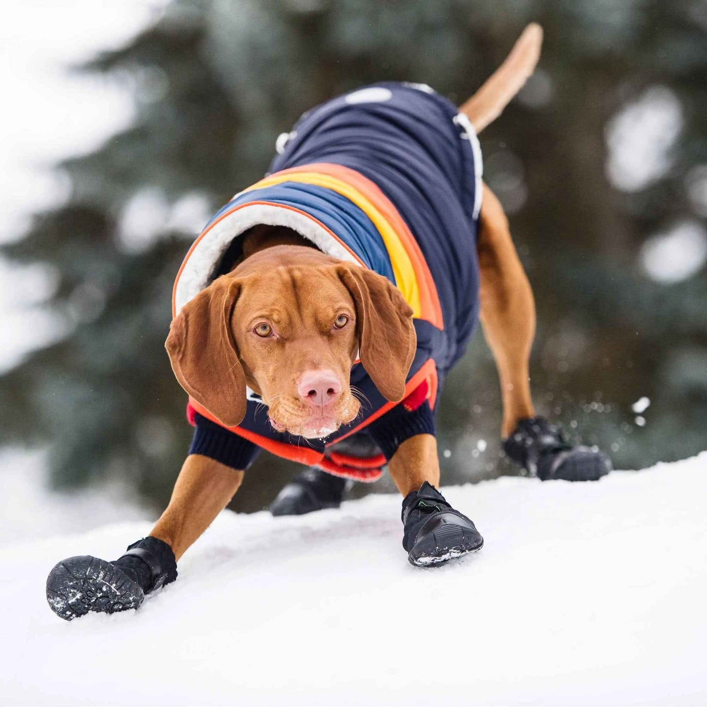 Elasto-Fit Dog Boots - Black on brown dog with coat on in snow