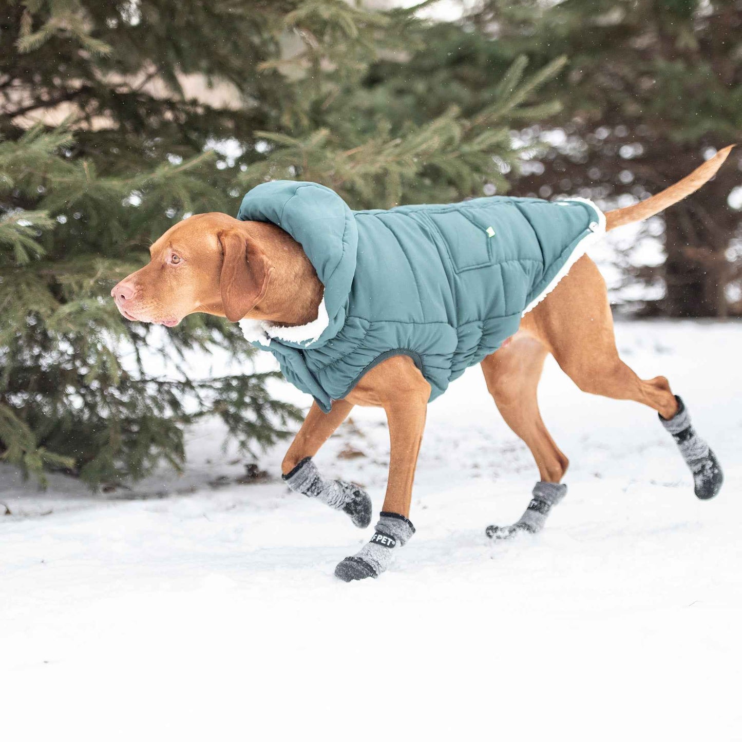The Puff Parka - Teal on brown dog with booties on in snow
