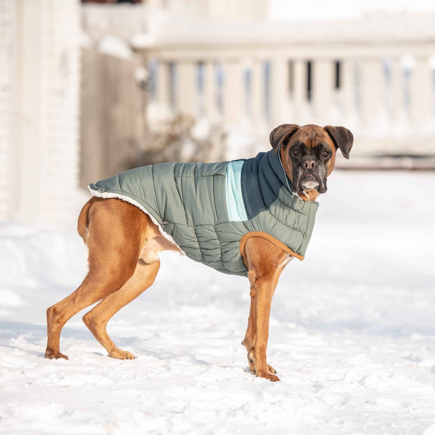Camplife Puffer - Sage on boxer dog in snow