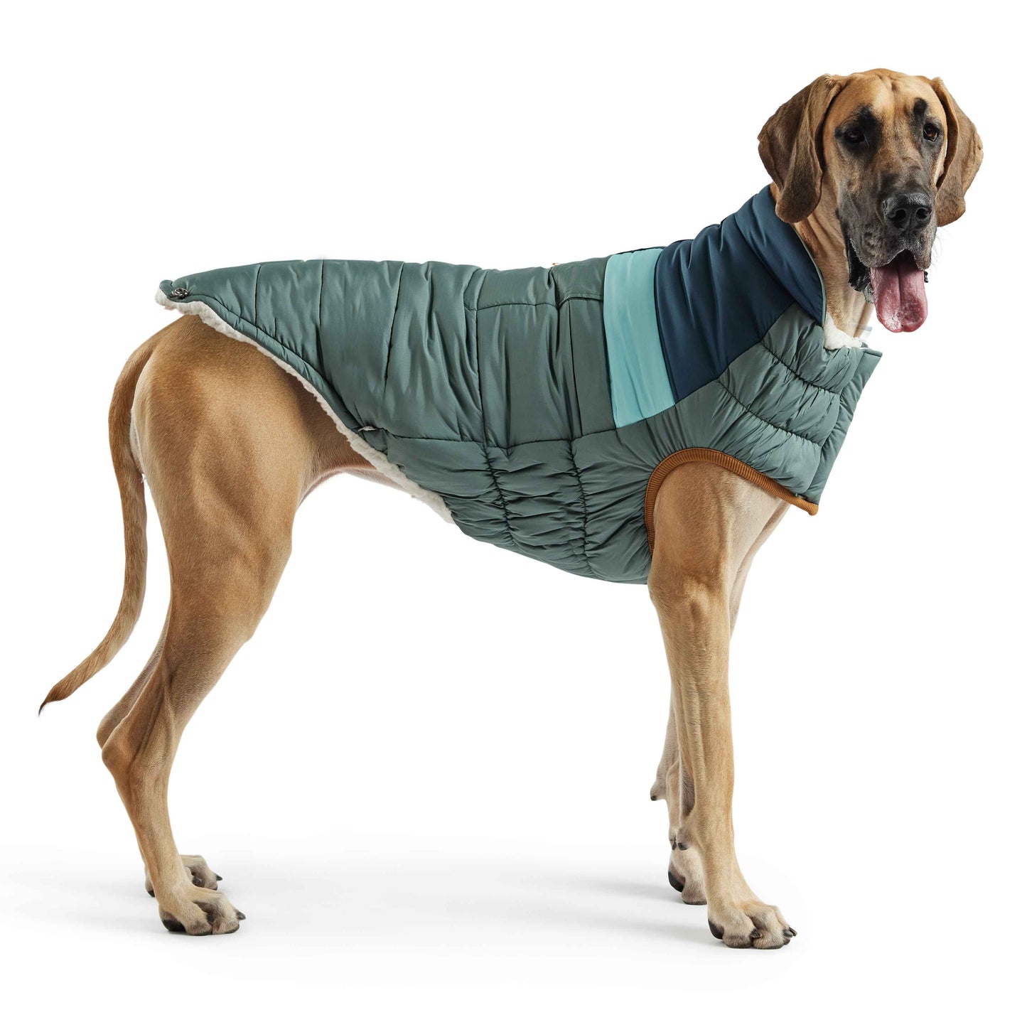 Camplife Puffer - Sage on large brown dog