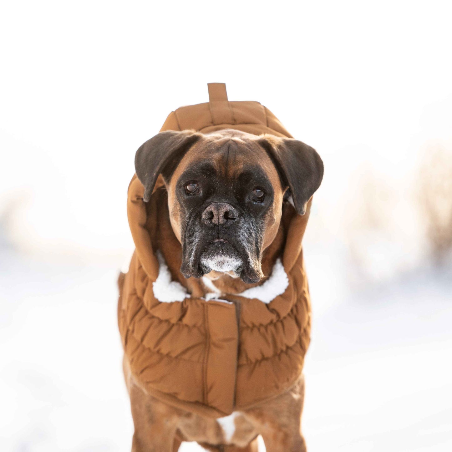 Arctic Parka - Wood on boxer dog in snow