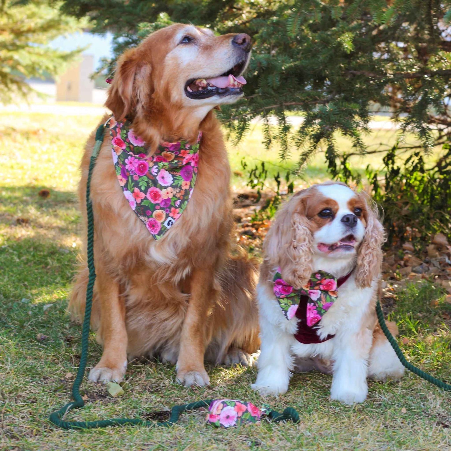 Evergreen Rope Dog Leash