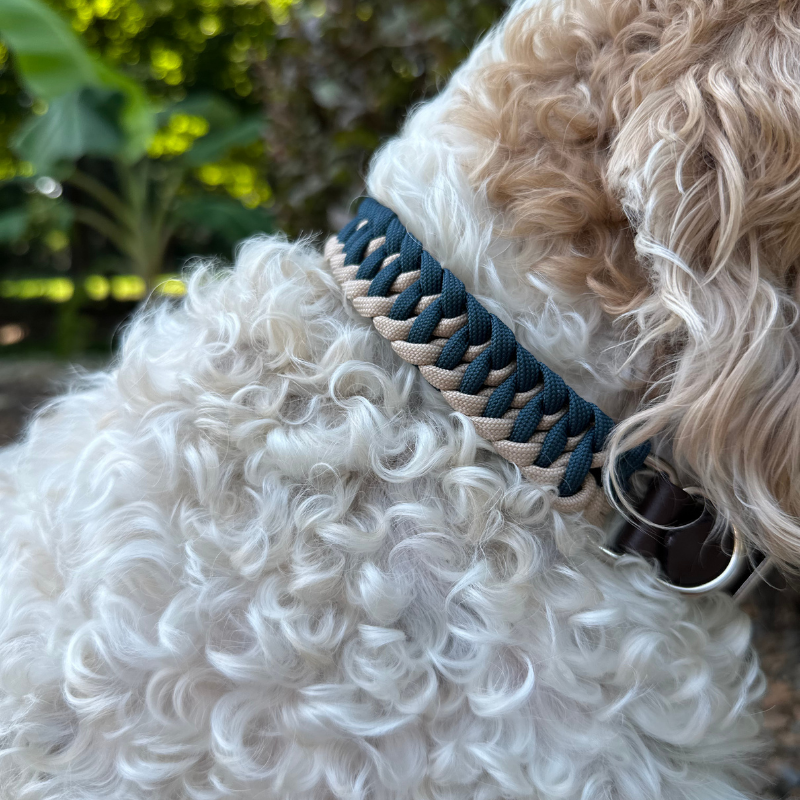 White fluffy dog with dog collar with navy blue and light tan braided design