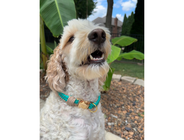 Dog with a colorful collar standing outdoors with greenery in the background