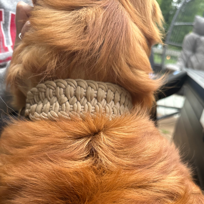 Brown dog wearing light tan collar