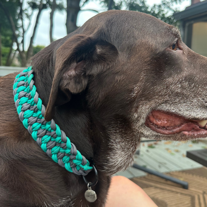 Dog wearing a green and gray collar with a blurred background