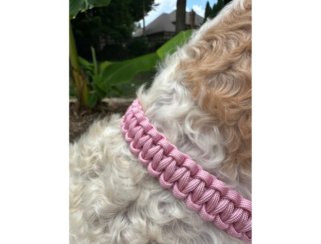 Dog wearing a pink braided collar with a blurred outdoor background