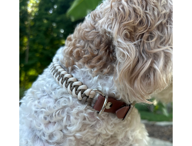 Dog wearing a braided leather collar with a blurred green background