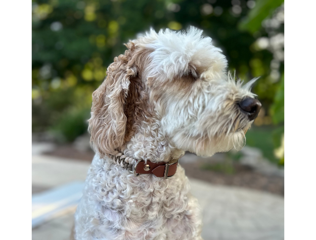 Dog with a brown collar looking to the side, with a blurred natural background