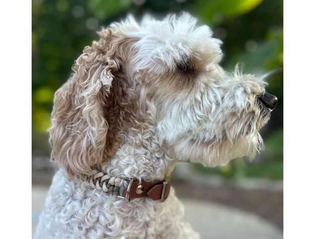 Profile of a white dog with a brown collar against a blurred green background