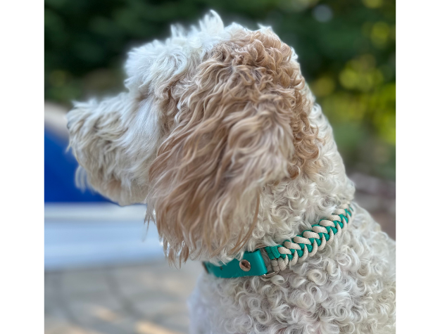 White dog with a curly coat wearing a green collar outdoors
