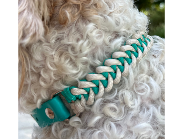 Teal and white braided dog collar on a curly-haired dog.