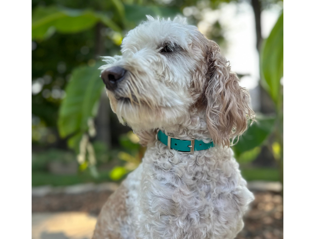 Dog with a green collar standing outdoors with greenery in the background