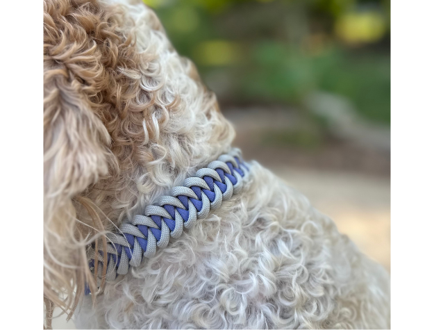 Dog wearing a blue and gray braided collar with a blurred natural background