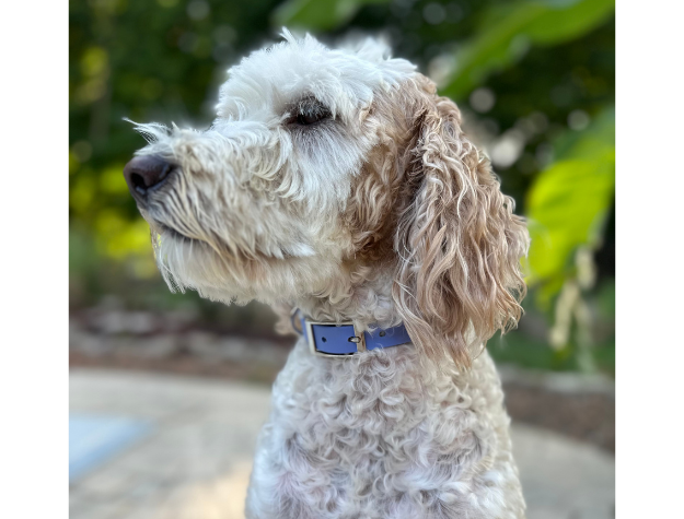 White dog with a blue collar sitting outdoors with greenery in the background