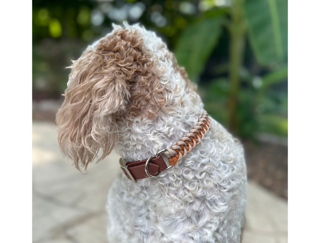 Dog wearing a brown BioThane collar with a blurred green background