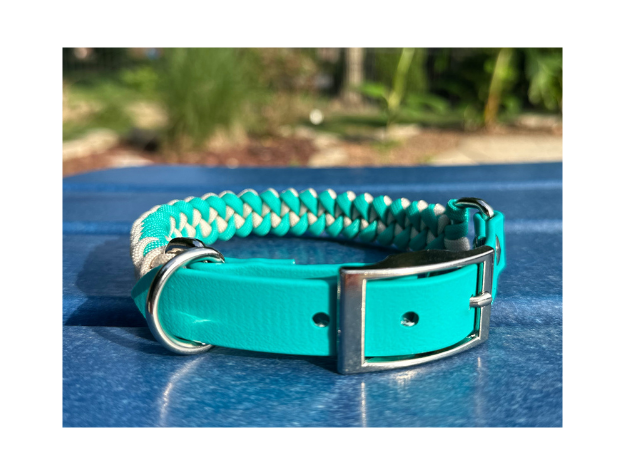 Teal dog collar with metal buckle on a blue surface