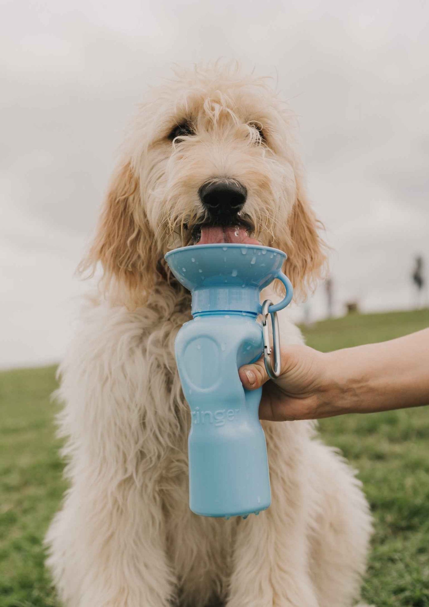 22oz Original Springer Dog Travel Water Bottle