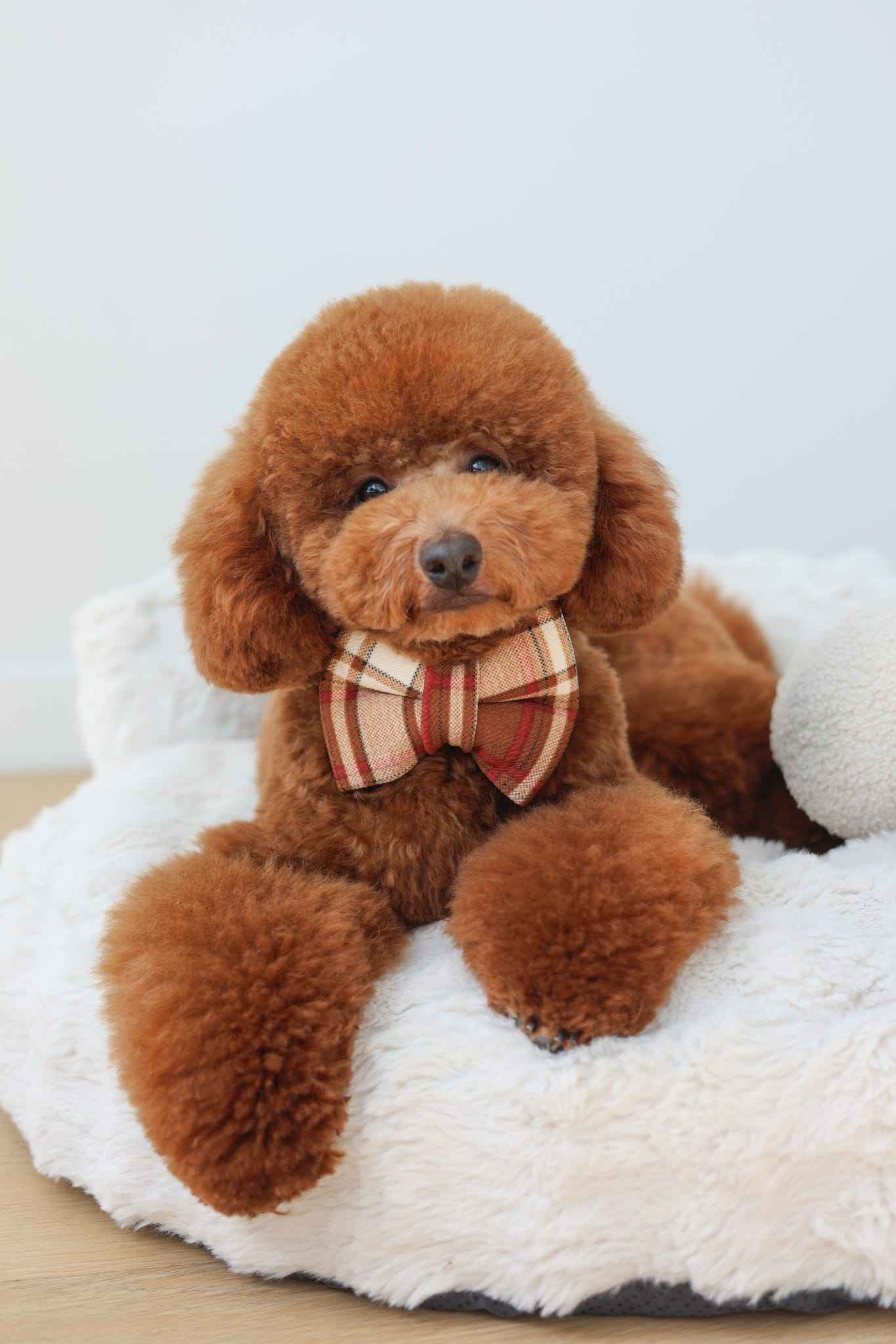 Wexley Bow on brown fluffy dog