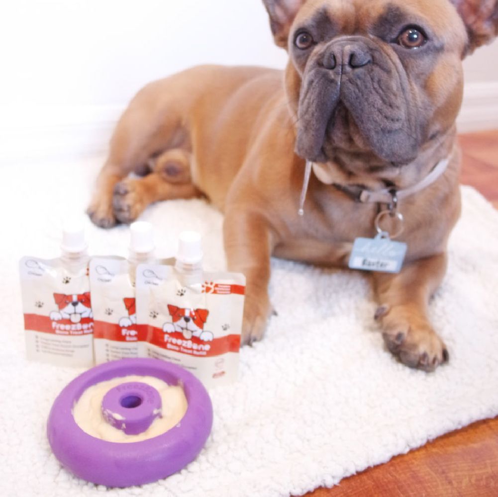 Dog lying on a rug with pet care products and a purple toy in the foreground