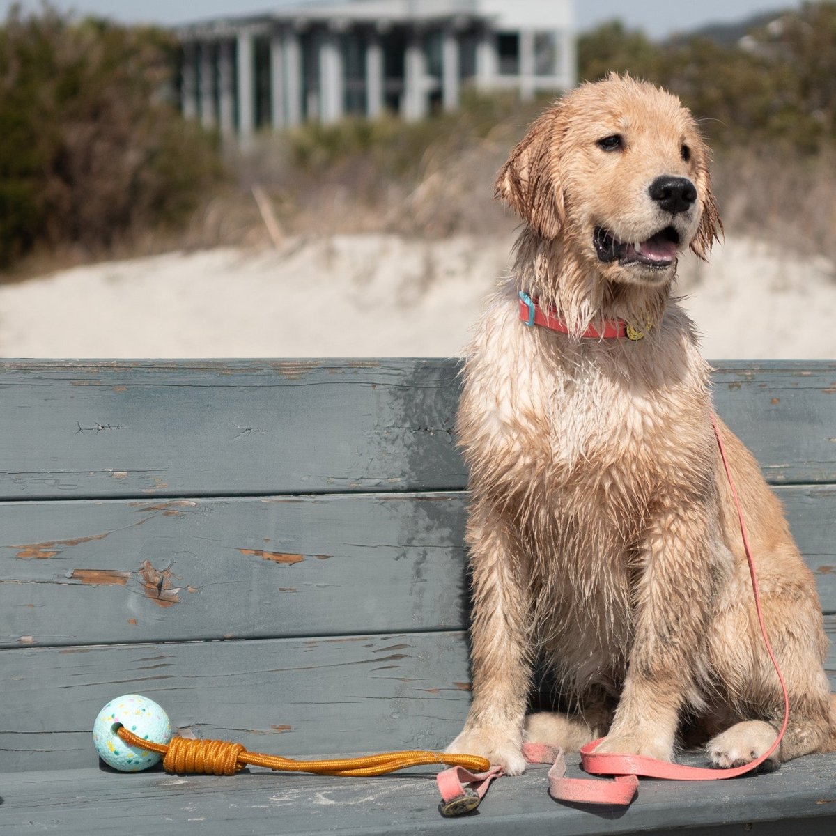 Wet dog sitting on a wooden bench with a toy and flip-flops, beach setting