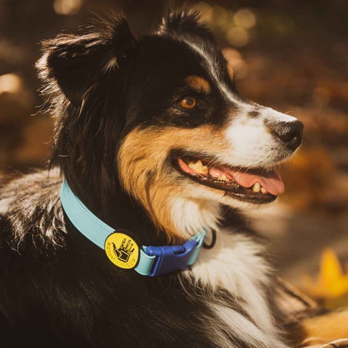 Body Glove Waterproof Dog Collar