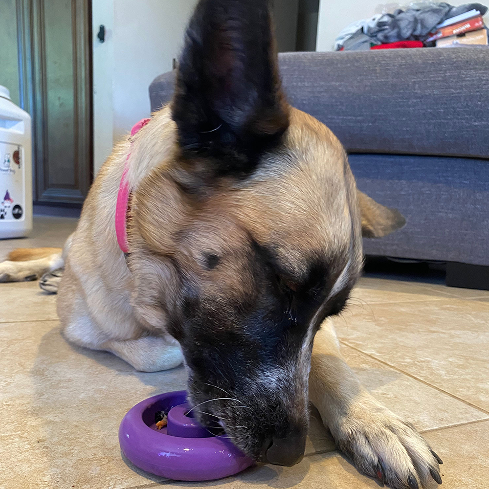 Dog playing with a purple toy on a wooden floor.