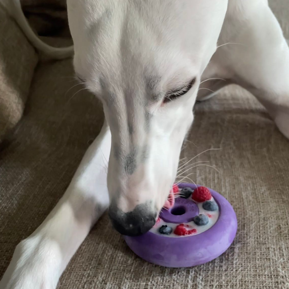 White dog interacting with a purple toy featuring berries on a textured surface