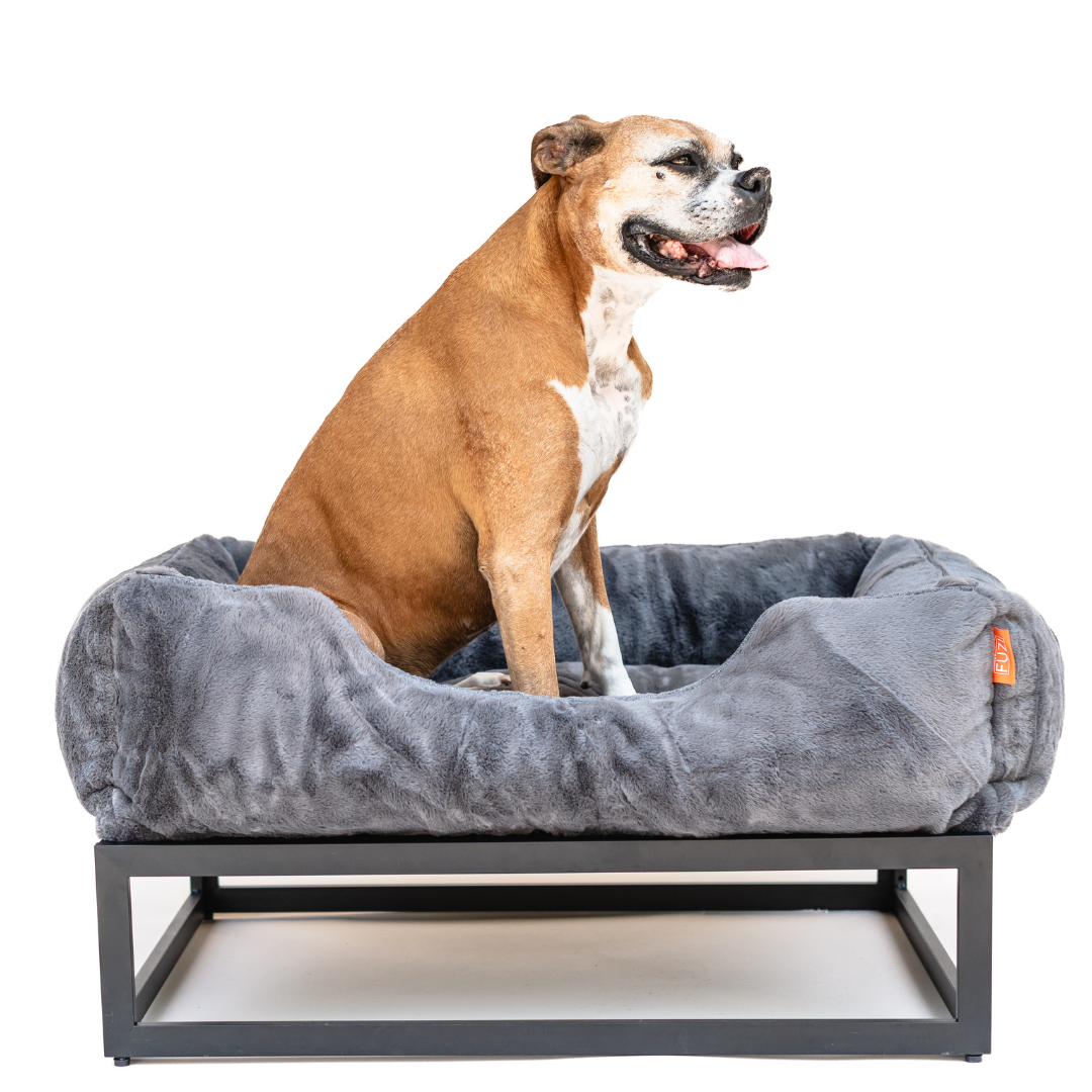 Dog sitting on a gray pet bed with a white background