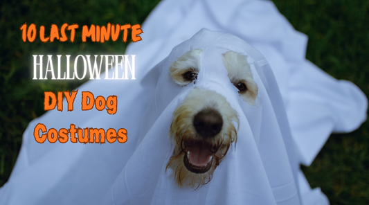 Three dogs in ghost costumes with jack-o-lantern