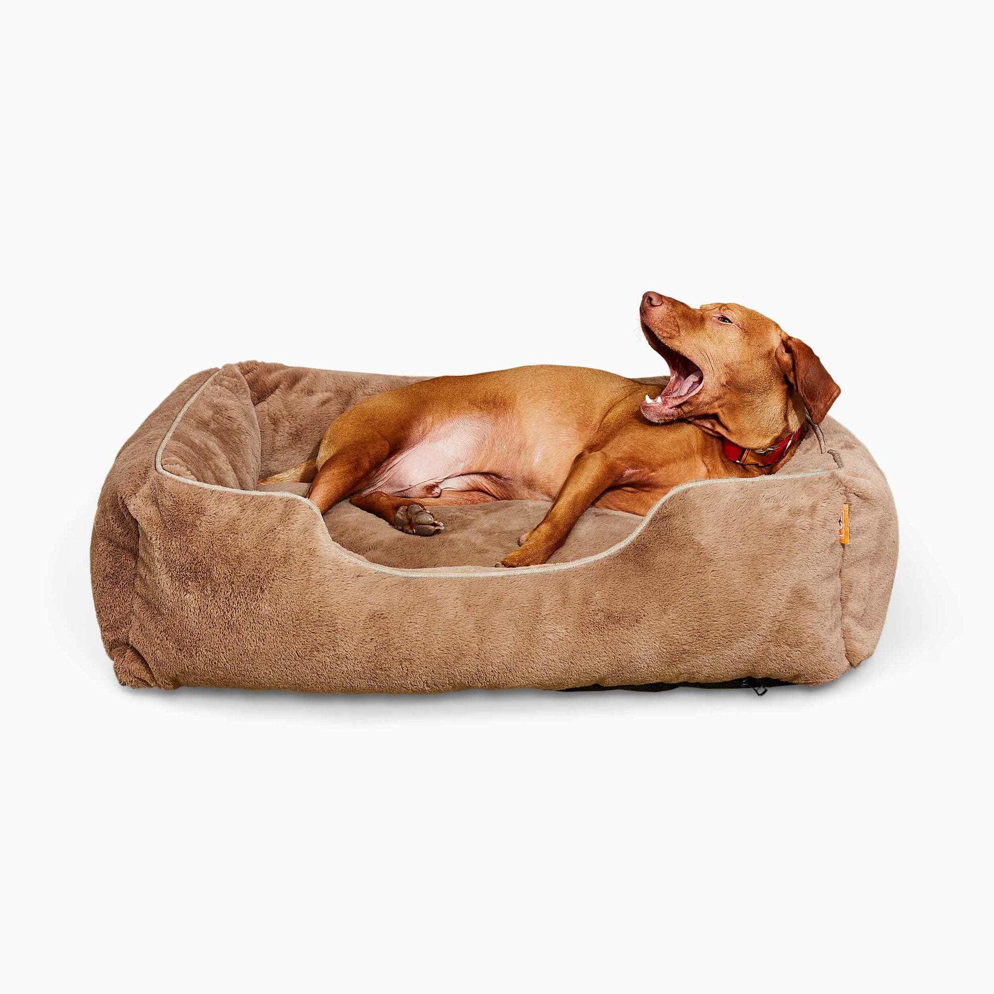 Dog lying on a brown plush dog bed against a white background
