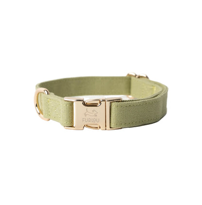 Green dog collar with gold buckle on a white background