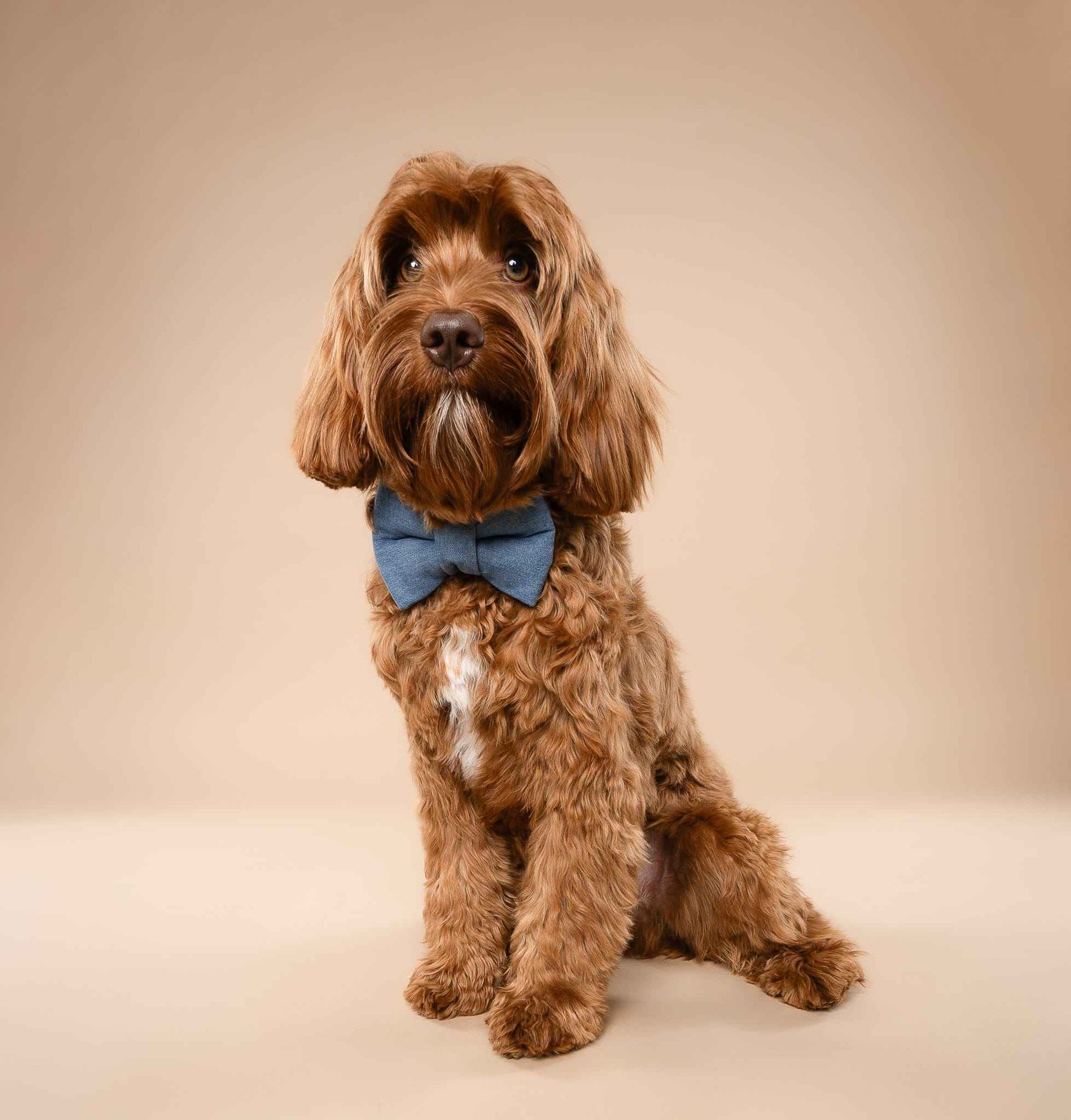 Denim Bow on brown dog