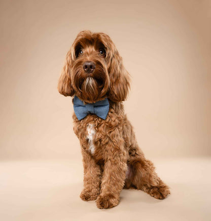 Denim Bow on brown dog