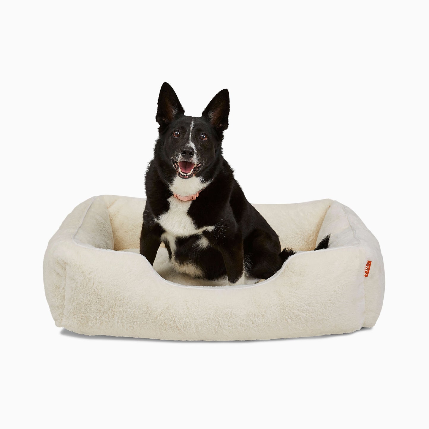 Dog sitting on a beige pet bed with a white background