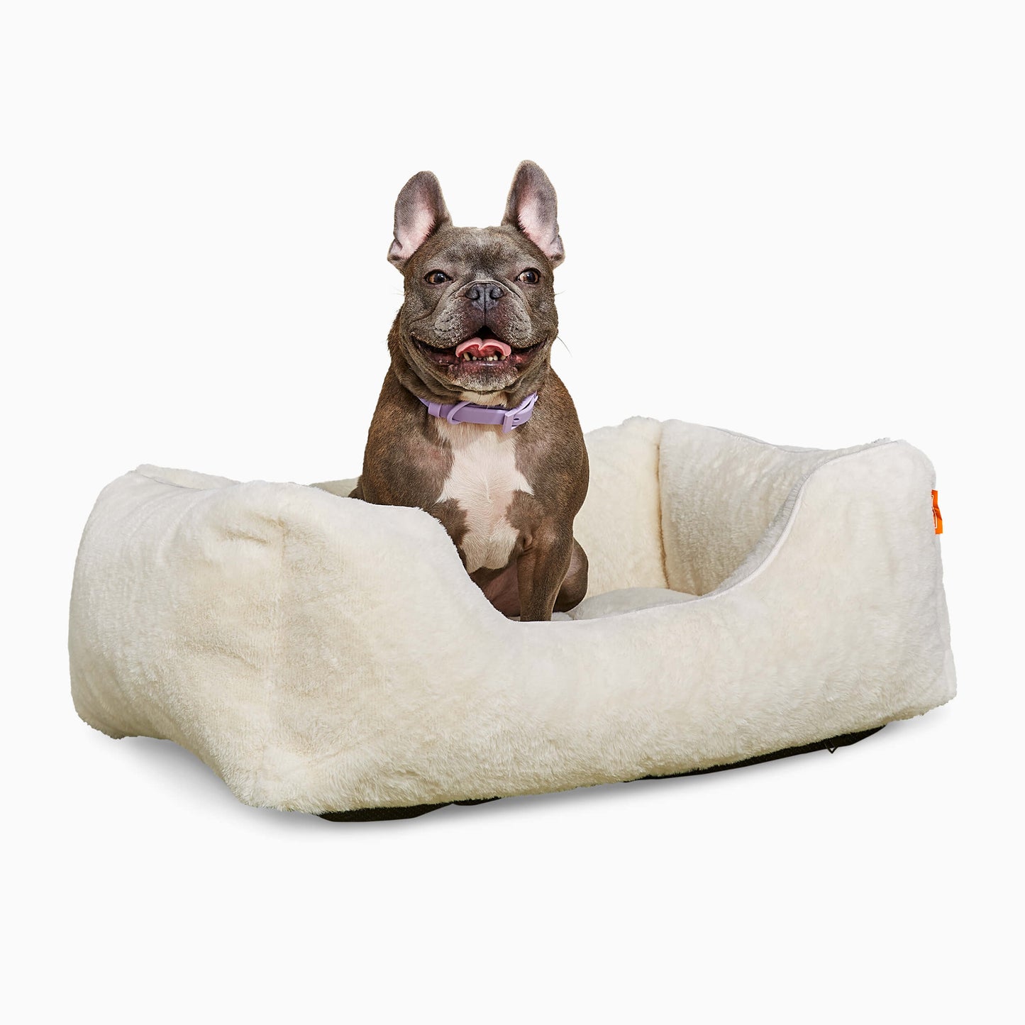 Dog sitting on a fluffy beige pet bed against a white background